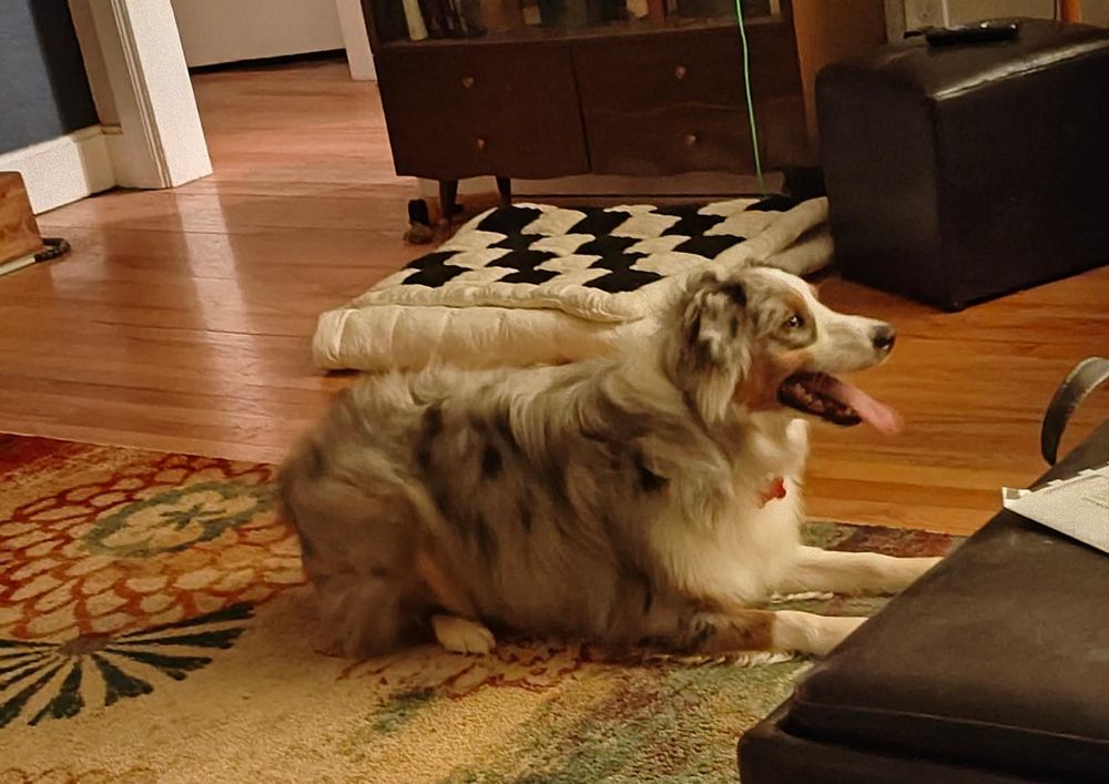 Gus, a young mini Aussie, waits patiently for someone to throw the ball again and shows off his very long tonight. He looks very relaxed but is actually coiled to spring up and catch anything tossed his way!