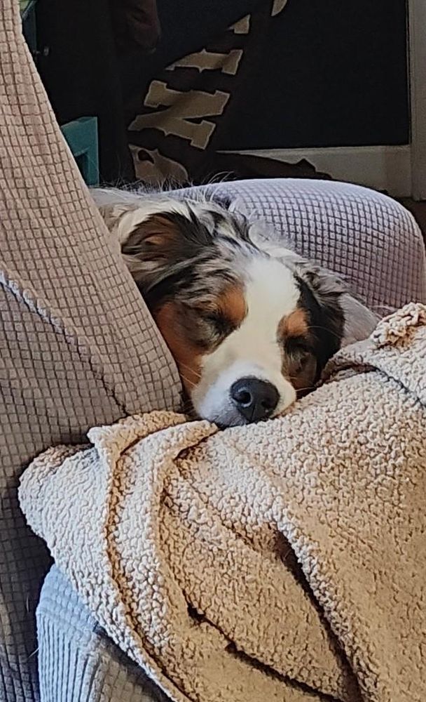 One year old mini Aussie dog all tuckered out on a blanket on a chair.