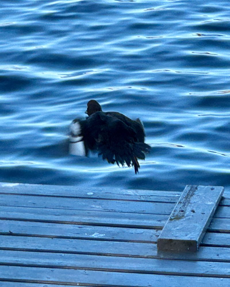 The goldeneye in the process of yeeting herself off the pier and into the water.
