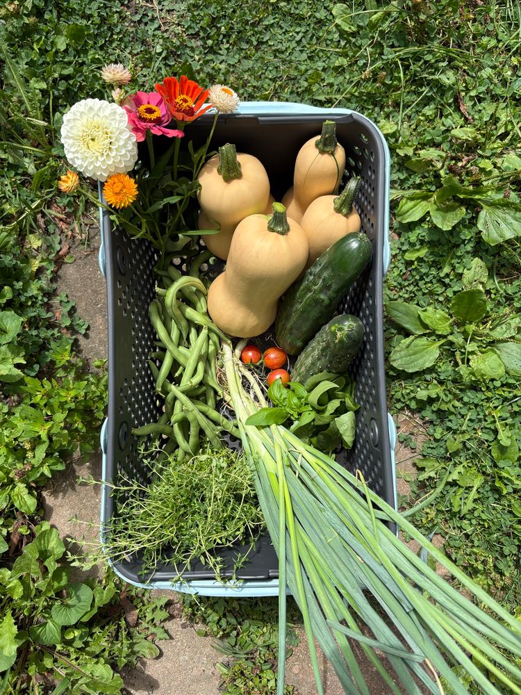 Harvest basket full of flowers, herbs, squash, cucumbers, onions, tomatoes, and green beans.