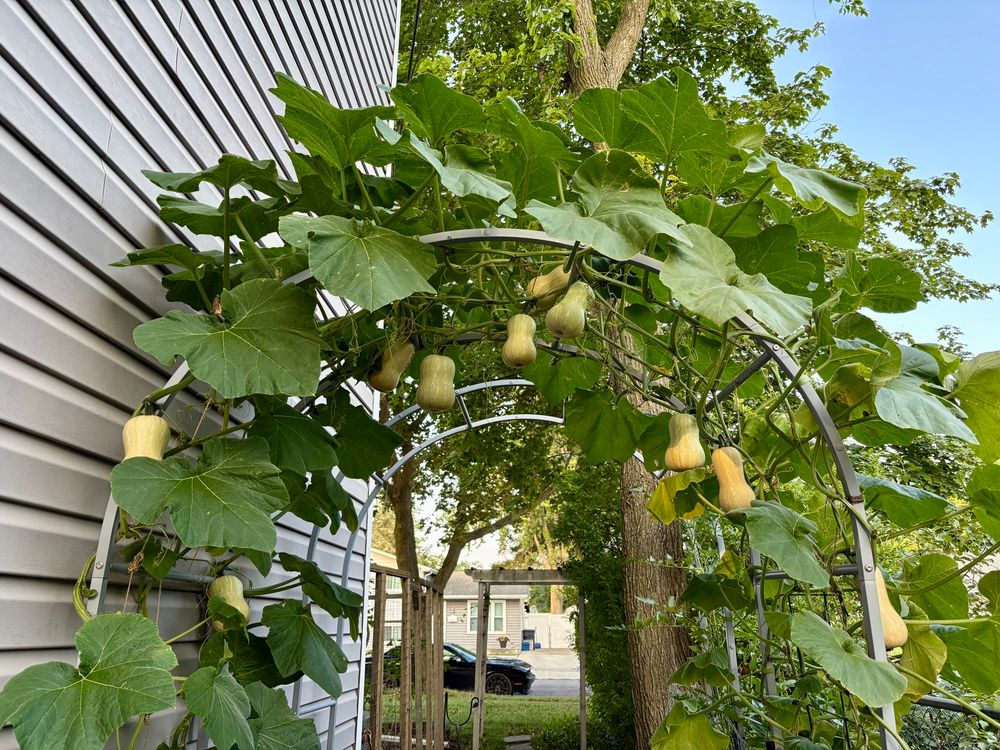 10 baby butternut squashes on a trellis. 