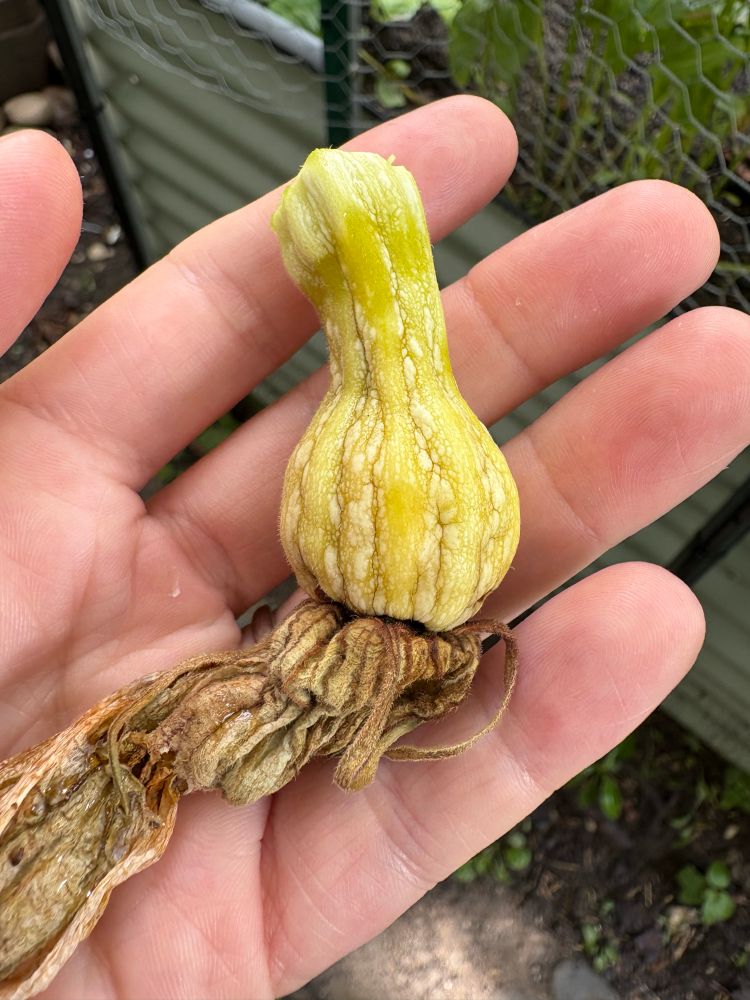 A baby butternut that bloomed but apparently wasn’t fertilized, so it shriveled, too. This is always a bummer because things seem to be going well, but the early days are dicey. 