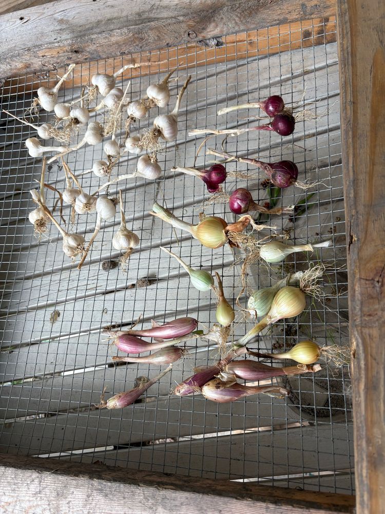 Garlic, onions, and shallots on a soil sifter / drying rack. 