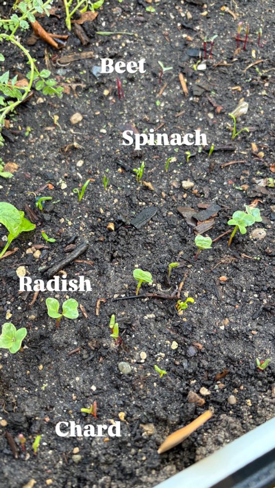 Fall seedlings popping up: beet, spinach, radish, and chard. 