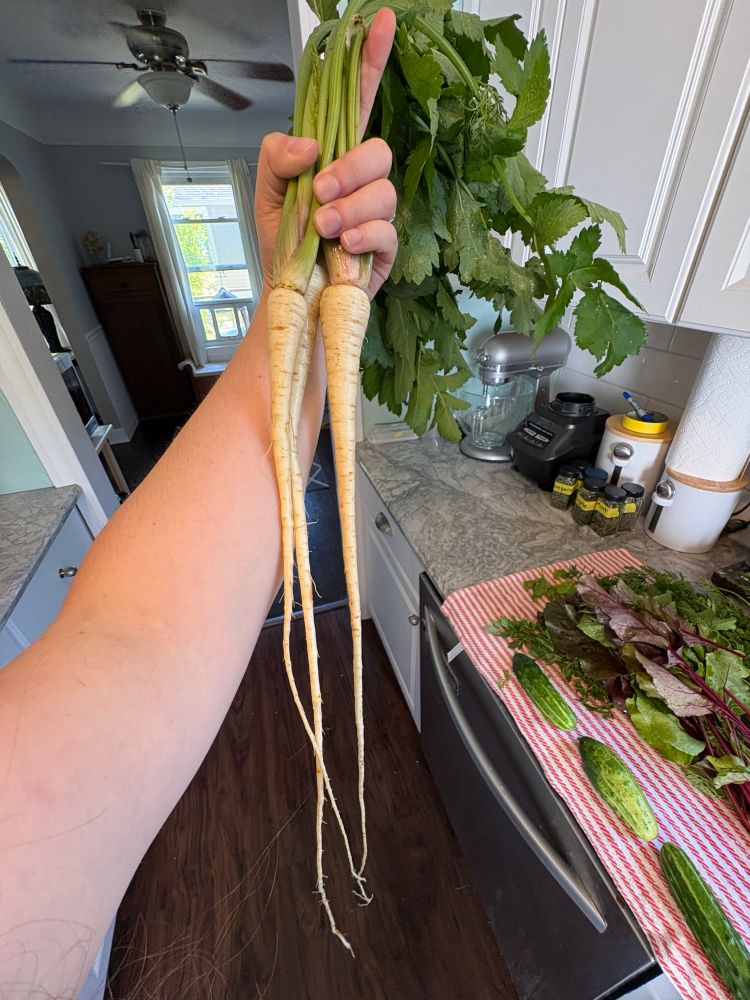 The parsnips are very long and thin. Like three feet long. 