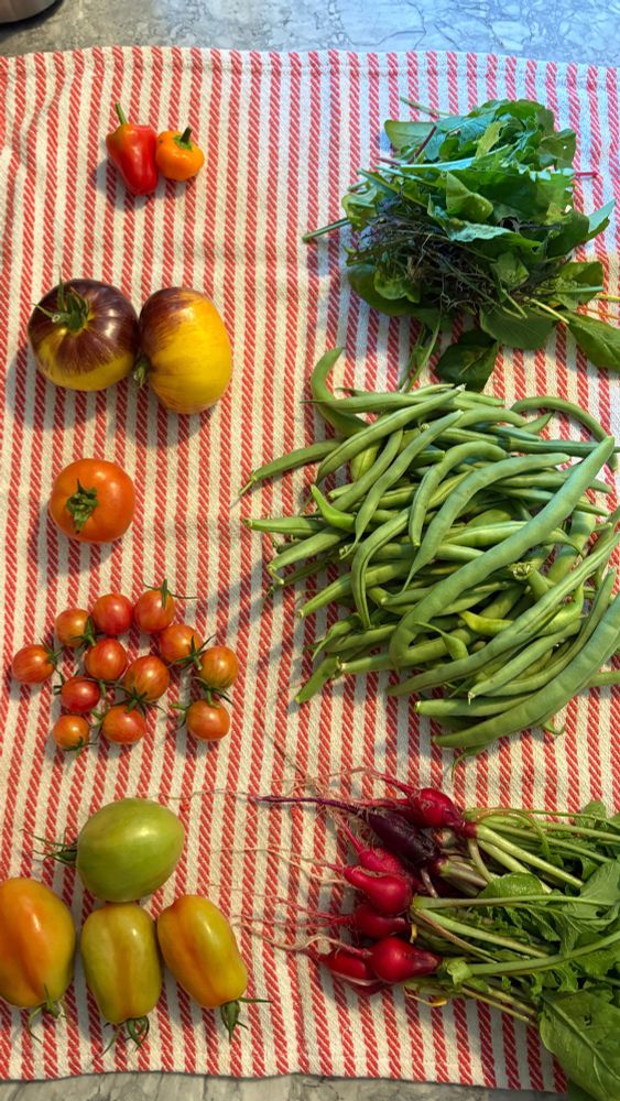 Sweet peppers, greens, tomatoes, green beans, and radishes. 