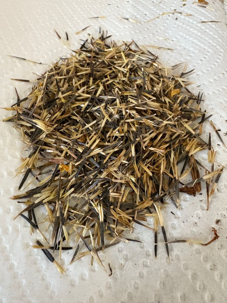 After: pile of marigold seeds