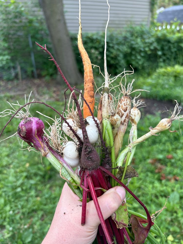 Lovely subterranean bouquet of onions, garlic, beets, and carrots. 