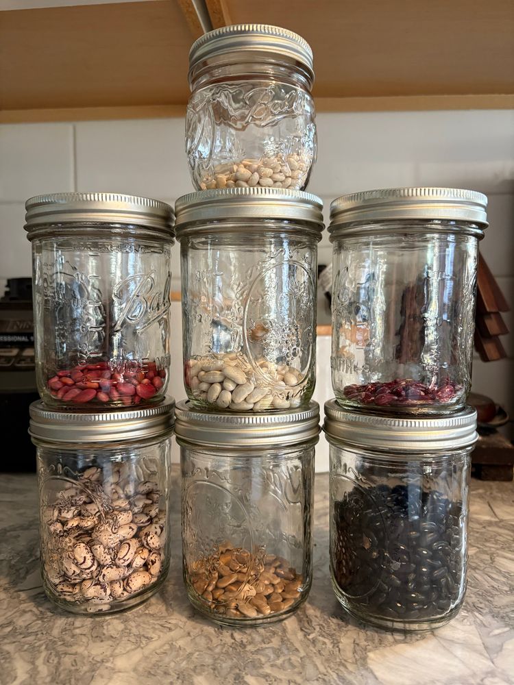 Jars of beans, not including those shelled today. Navy on top. Top row: Kidney, Cannelini, and Cranberry. Bottom row: Bingo, Kentucky Wonder, Cherokee Trail of Tears. 