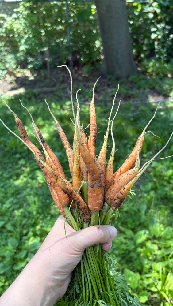 Handful of freshly pulled carrots