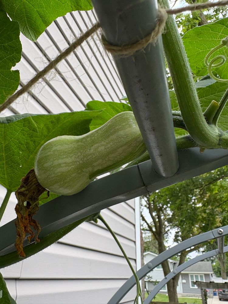 I think this one is going to make it! It’s one of the hand-pollinated ones, it has grown, and its skin is shiny and plump. But time will tell.