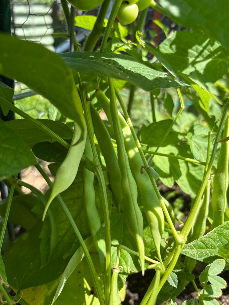 Cannellini beans