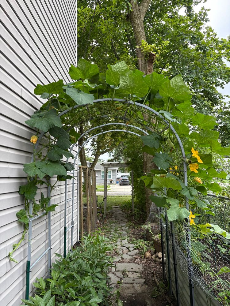 On the right, the male flowers in bloom. Upper left you can see a few female flowers that are closing up. 
