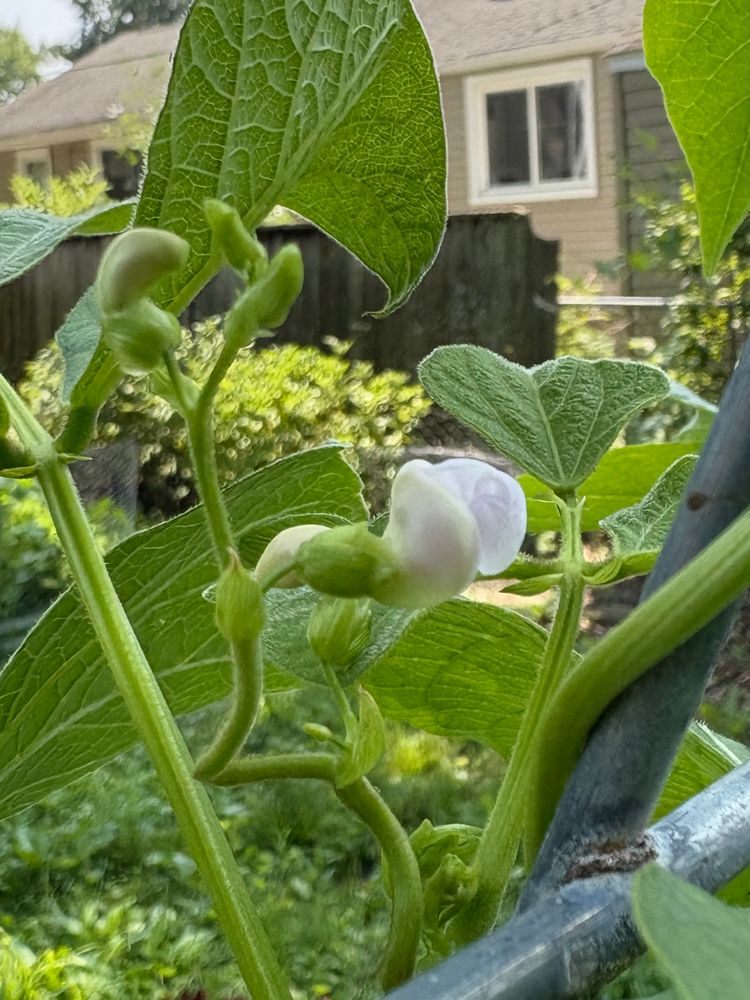 Kentucky Wonder bean flower. 