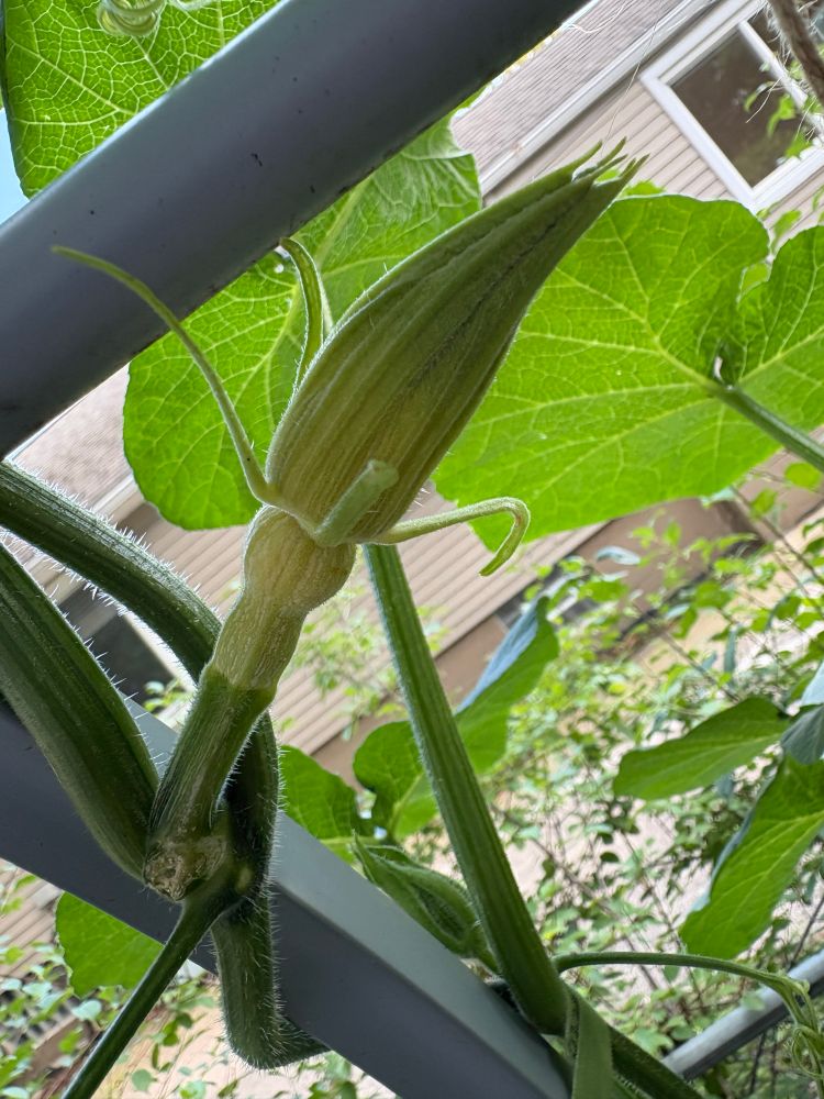 A baby butternut that I could tell right away was going to shrivel and die before blooming because it got too yellow. It did within the next couple days. There are about 5 of these on the vine at any time.