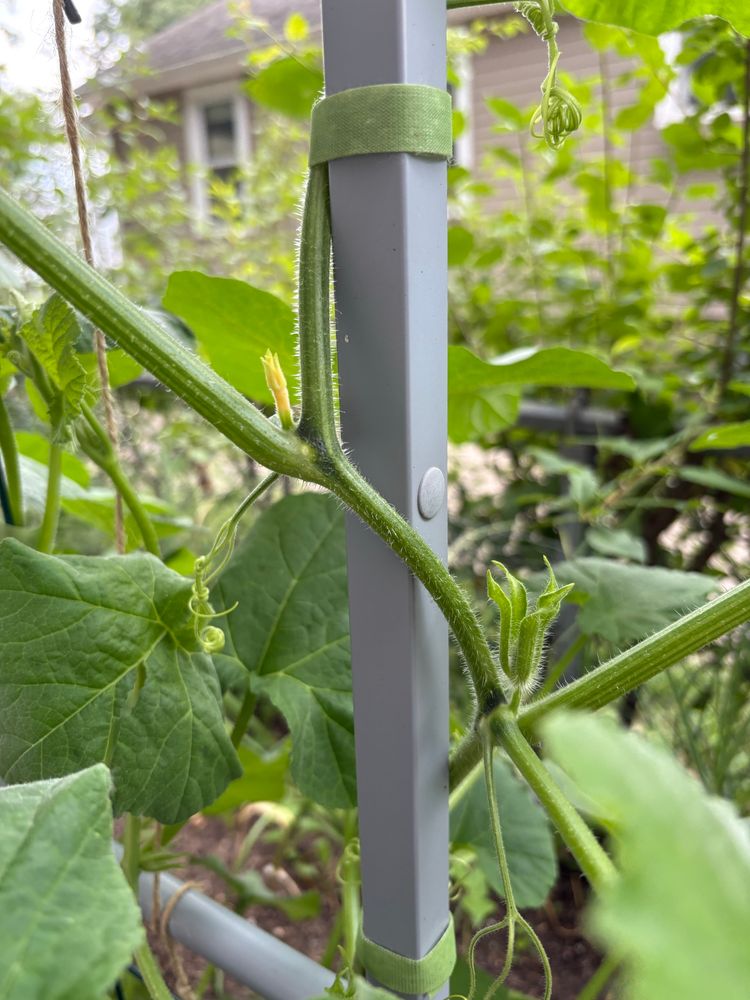 First female bud on the Butterbaby butternut squash plant.