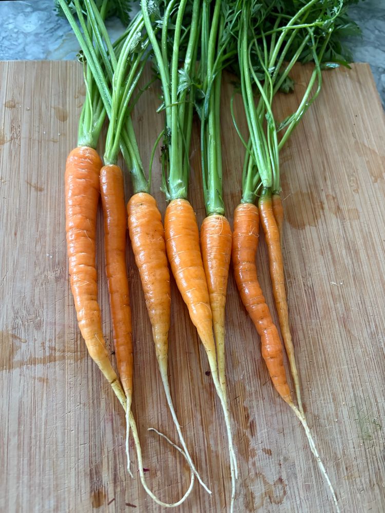Freshly picked carrots after washing