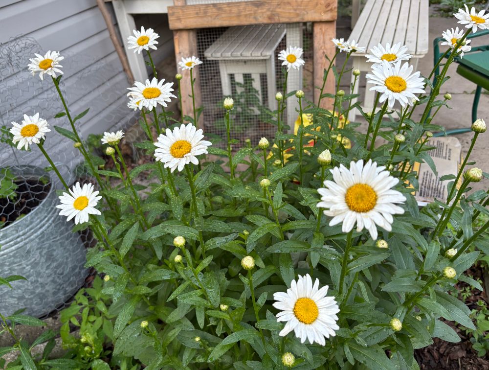 Becky shasta daisies