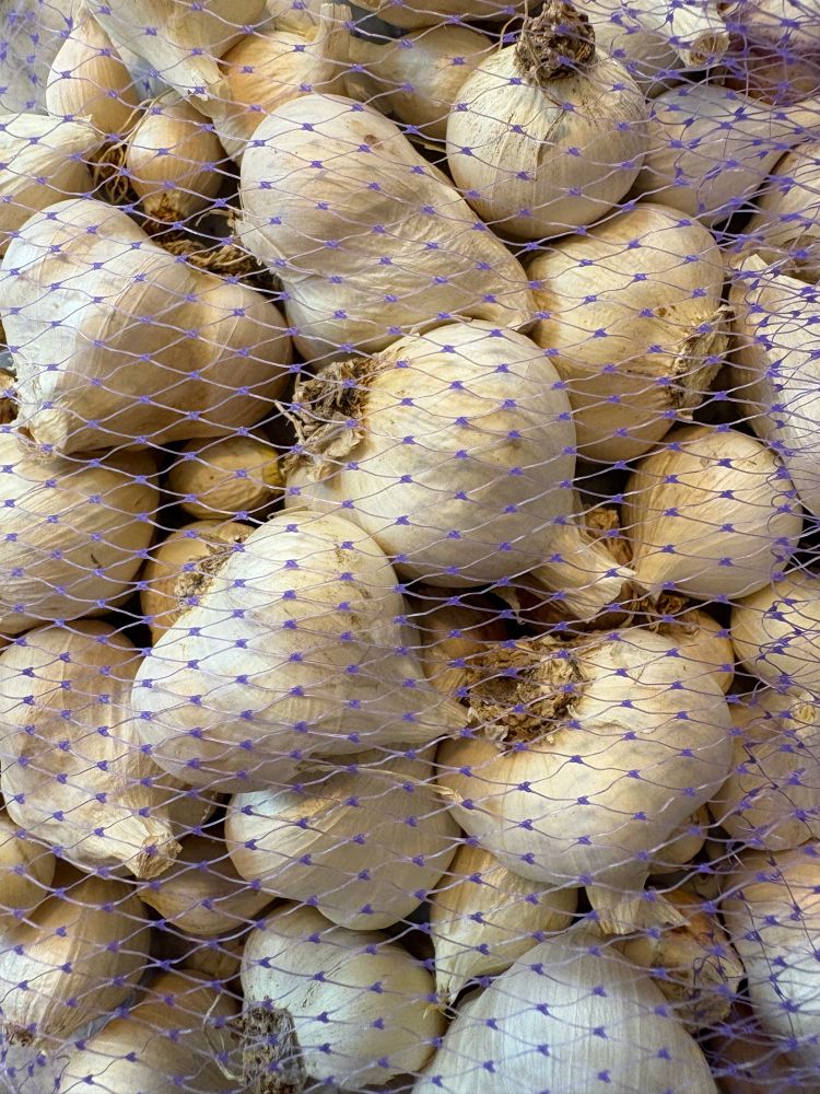 Garlic