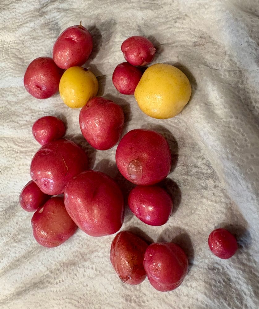 Small red and white potatoes pulled from a grow bag.