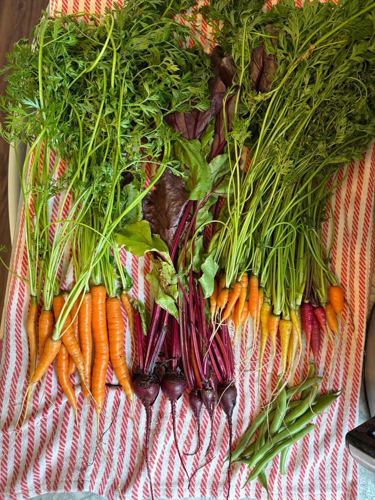 Carrots, green beans, and beets. 