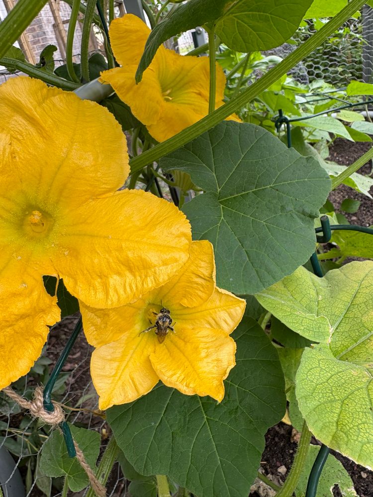 Wee bee friend on one of the male flowers.