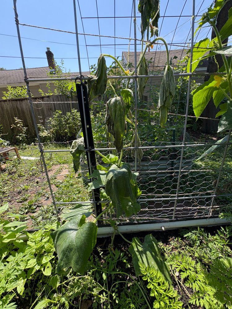 Sad droopy cucumber plant.
