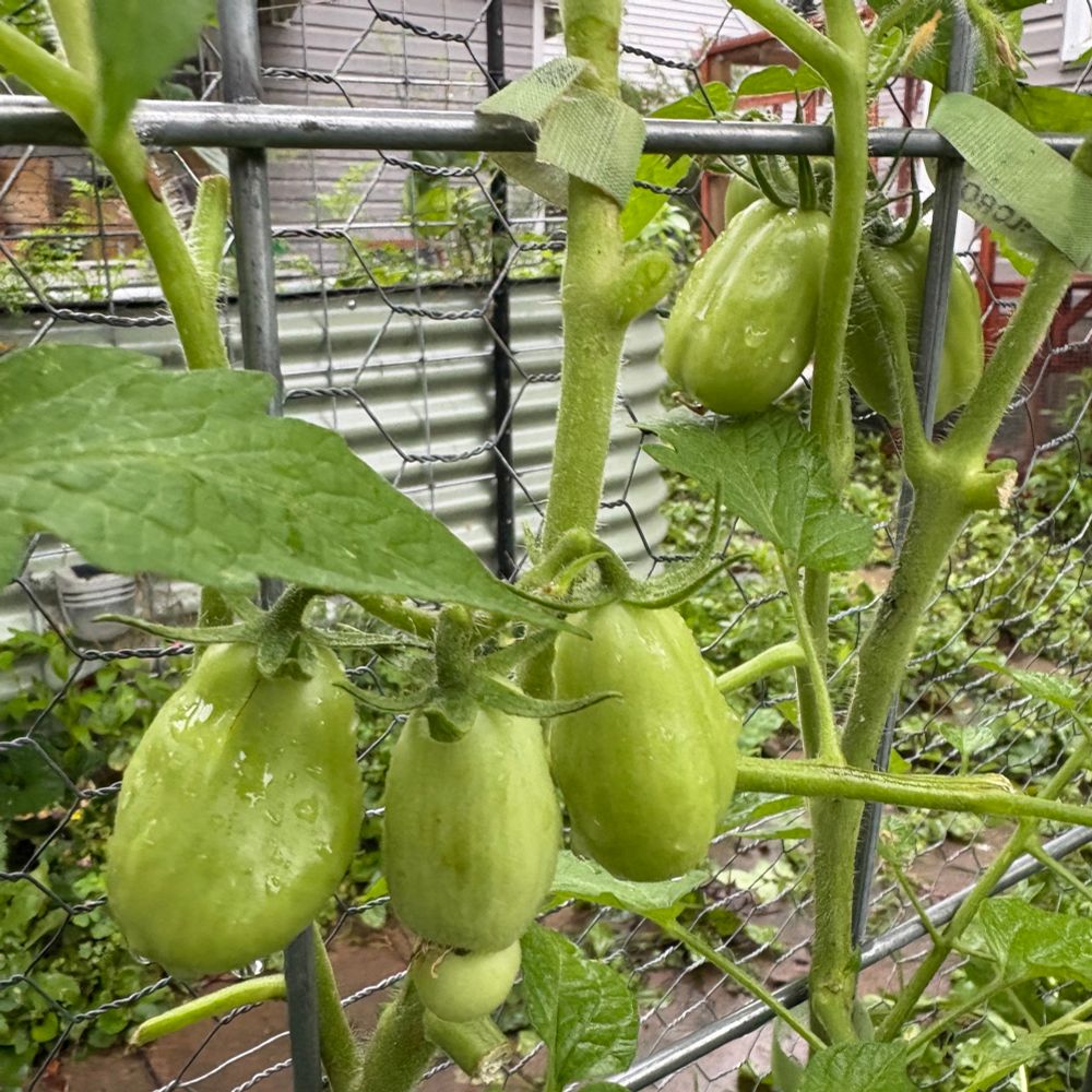 San Marzano. Will be red. Seed saved from fruit. Originally purchased as a plant from Gurney’s in 2022, and gone saved seed still germinated really well. 