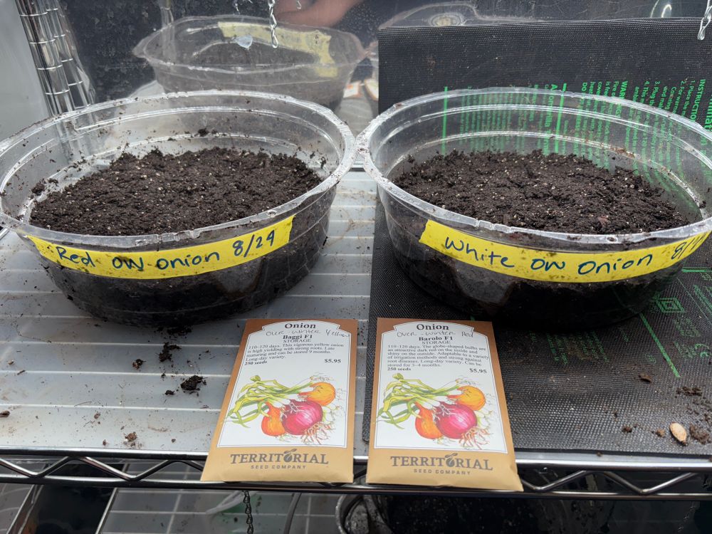 Indoor trays of red and yellow over-winter onion varieties. 