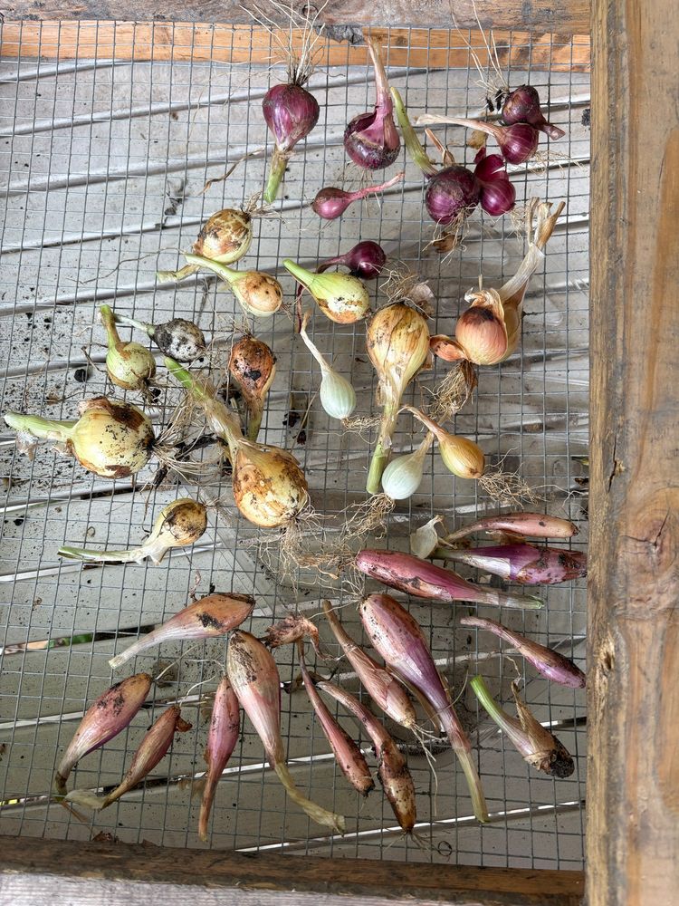 More shallots and onions for the drying rack. Some larger. Some still not. 