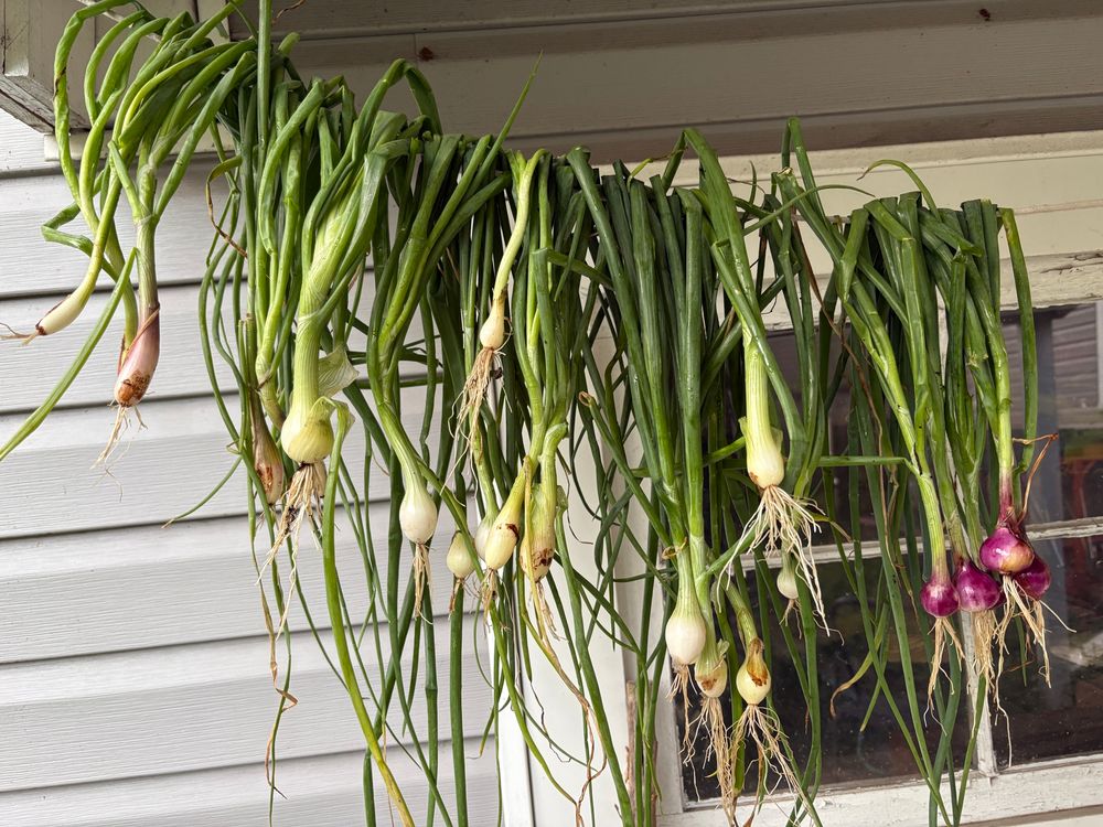 Tiny shallots and onions hanging outdoors to cure