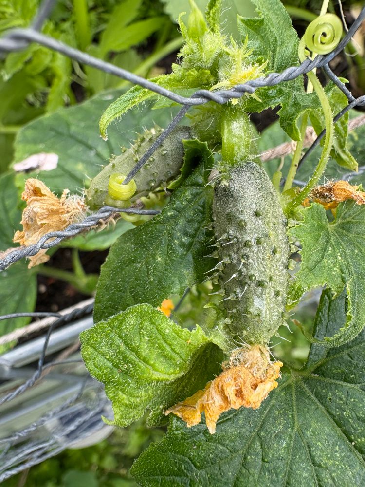 The first two tiny cucumbers starting to form. 