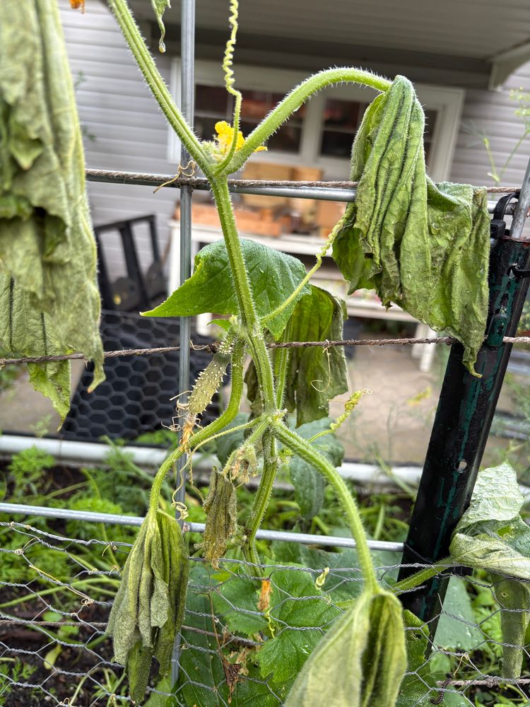 Close-up on leaves and fruit dropping. 