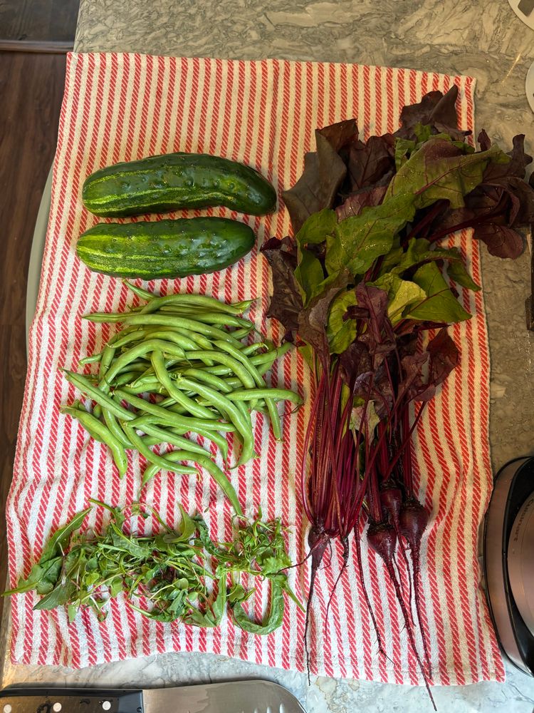Today’s harvest: two enormous cucumbers, a bunch of green beans, some greens (arugula, mustard, and thinned sprouts of radish, beet, and spinach), and beets. 
