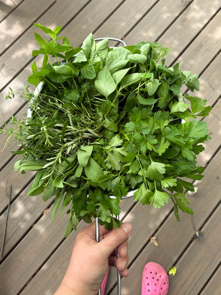 A colander full of freshly harvested herbs. 