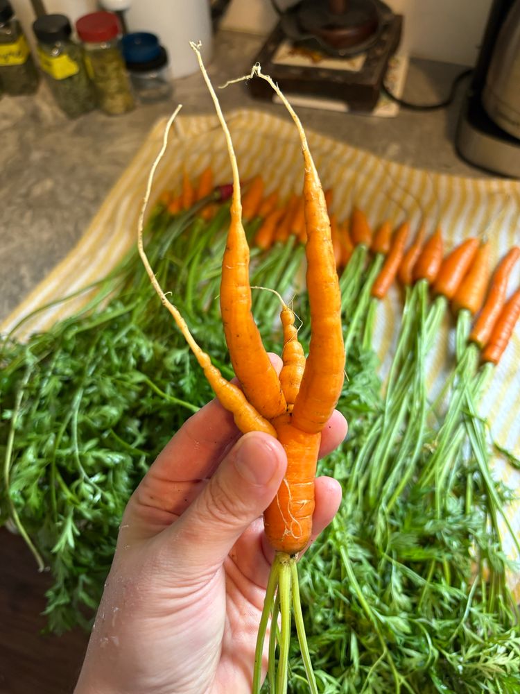 Carrot harvest in the background. Very oddly-shaped, four-legged carrot in the foreground. 