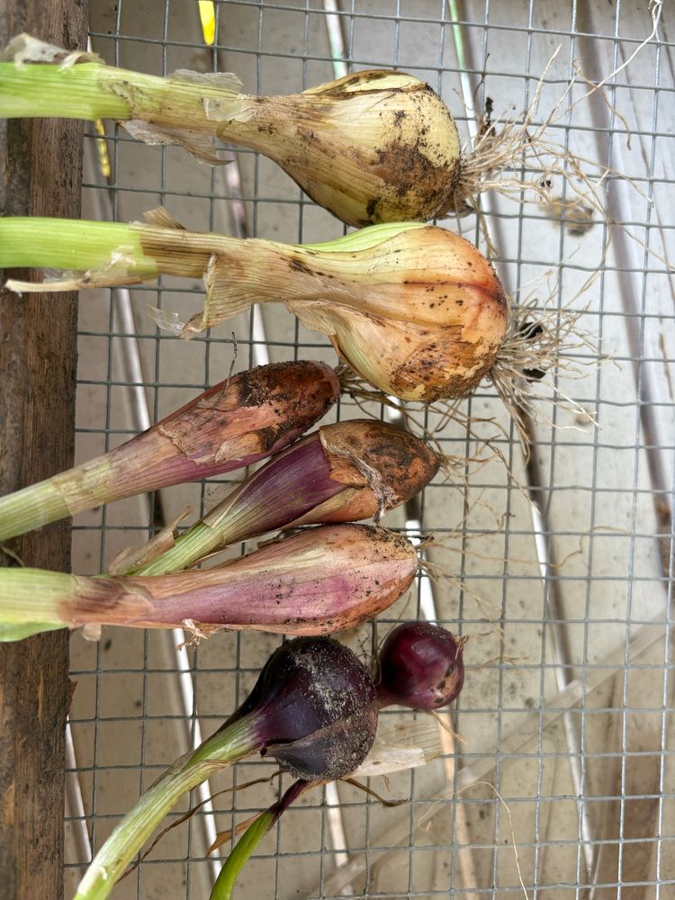 Onions and shallots.