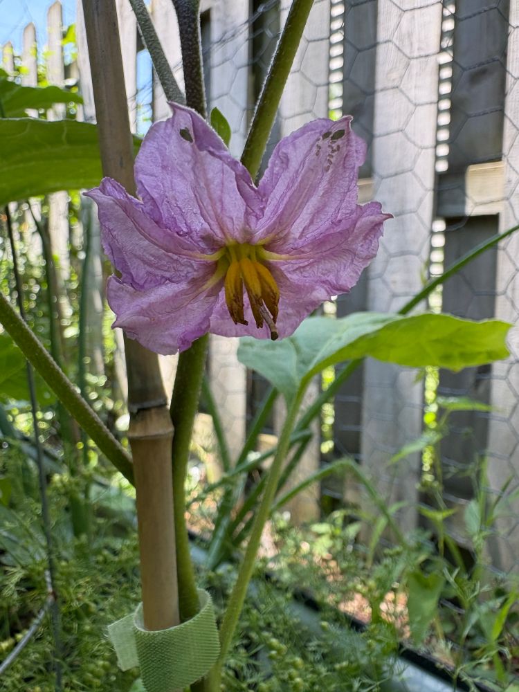 Eggplant blossom. 