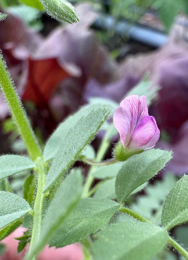 First Garbanzo bean flower