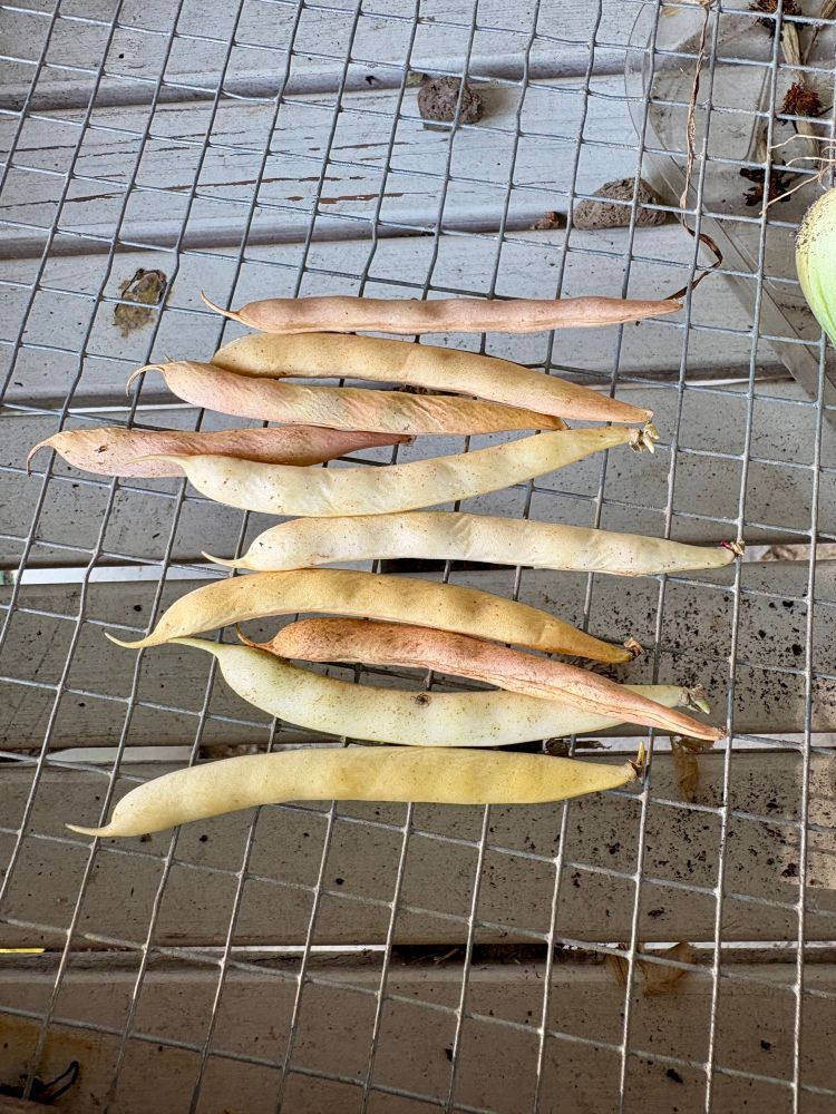 A handful of navy beans that dried on the bushes and are ready for more drying on the rack. 