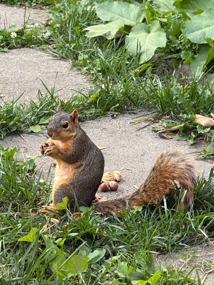A fox squirrel named Dr. Temperance Brennan eating a nut of an evening in the dog days of summer. 