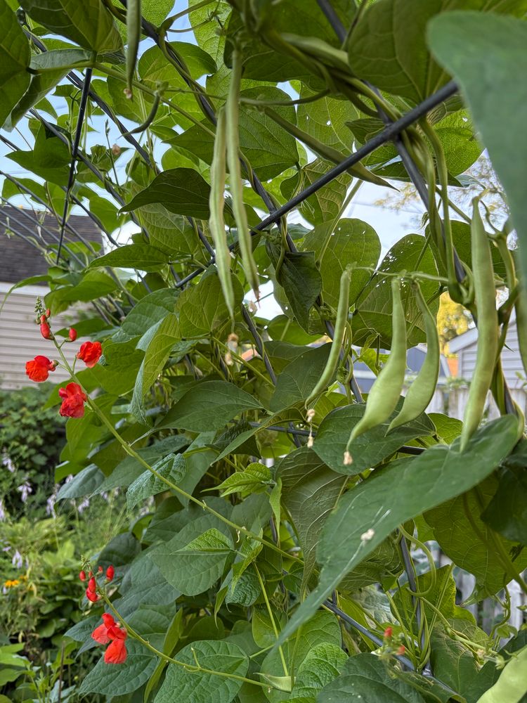 Bingo and ayocote morado pole beans.
