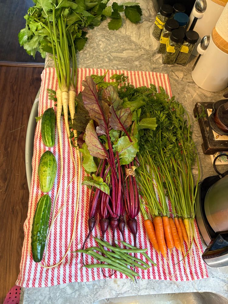 Today’s harvest washed and laid out on a kitchen towel: carrots, beets, green beans, cucumbers, and parsnips. 