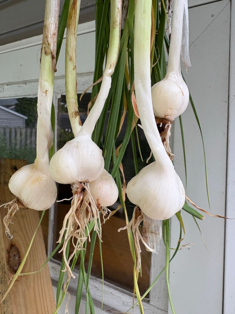 The first of my full-bulb spring-planted garlic. They are small but healthy, and I’m grateful for them considering my fall-planted batch all rotted in the ground. 