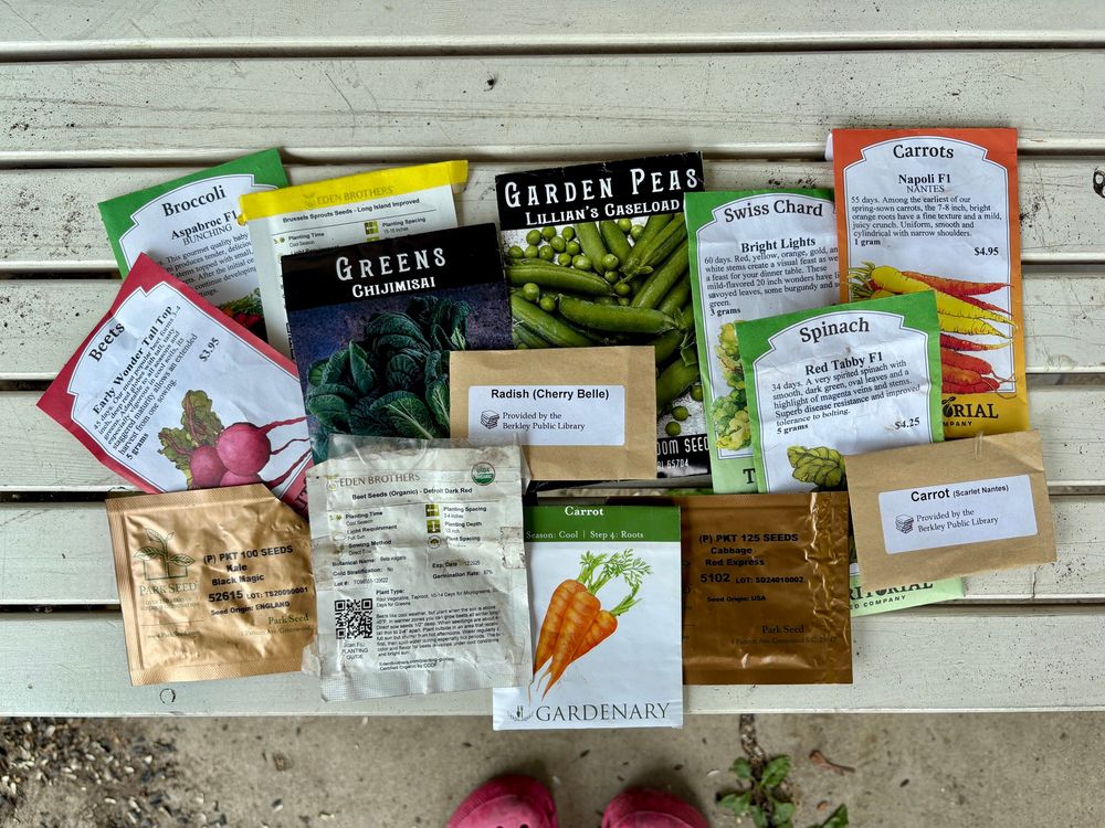 Seeds I planted today: beets, carrots, radishes, peas, broccoli, Brussels sprouts, cabbage, chard, spinach, kale, chijimisai.