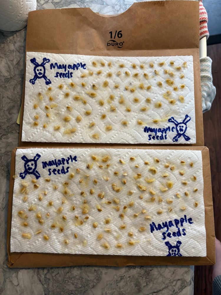 I am not good at drawing, but everyone can recognize the universal sign for “poison,” right?! The seeds, leaves, stems, and roots of this plant are poisonous. But the fruit tastes like candy. Go figure! Anyway we’ll plant these seeds this week in the shade of some mature trees in our side yard. 