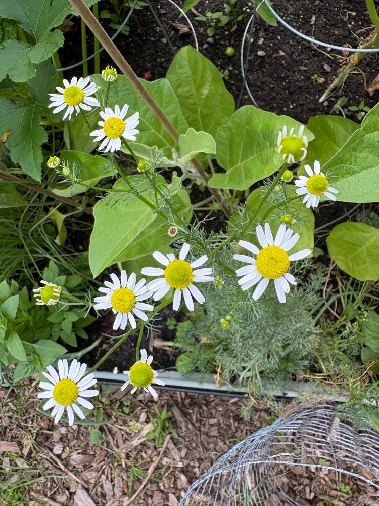 Chamomile