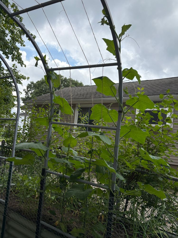 Butterbaby butternut squash plants growing fast!