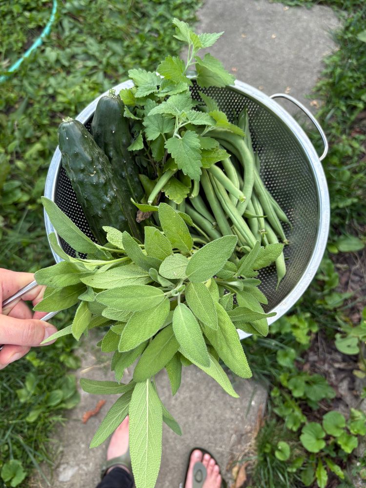 Safe, cucumber, catnip, and green beans in a colander.