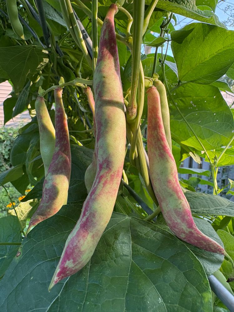 Bingo beans with bright pink streaks. As these beans mature they turn fuchsia.